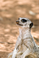 Image showing a meerkat sitting down