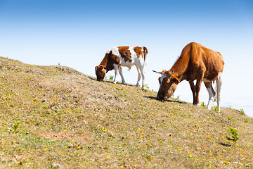 Image showing Cow and veal pasture in the mountains madeira