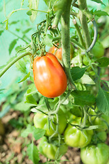 Image showing Organic tomatoes in a greenhouse