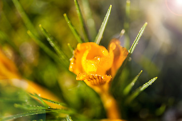 Image showing crocus yellow in the morning frost