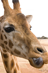 Image showing giraffe licking lips