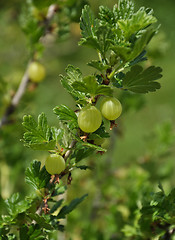 Image showing Gooseberry plant in fruit garden