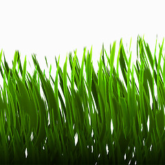 Image showing green grass