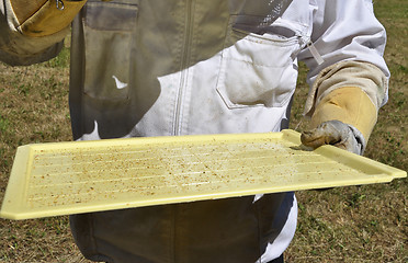 Image showing Monitoring board for varroa mites