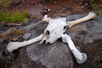 Image showing Horse skull and bones