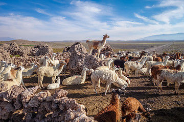 Image showing Lamas herd in Bolivia