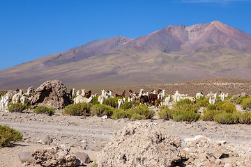 Image showing Lamas herd in Bolivia