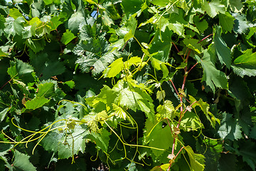 Image showing Bunch of grape in a vine