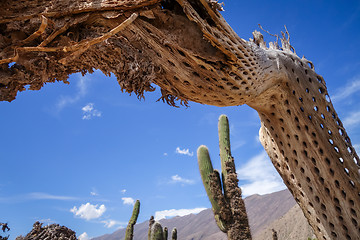 Image showing Dry giant cactus in the desert, Argentina