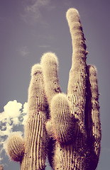 Image showing giant cactus in the desert, Argentina