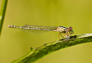 Image showing dragonfly eating