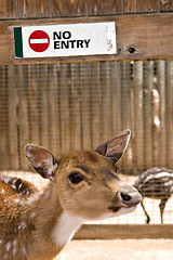 Image showing young deer