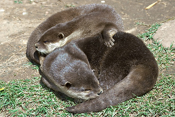 Image showing sleeping on the grass