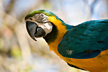 Image showing macaw looking back