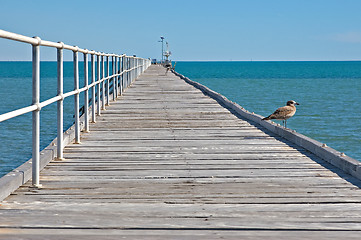 Image showing just a bird