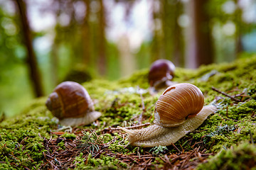 Image showing Helix pomatia also Roman snail, Burgundy snail