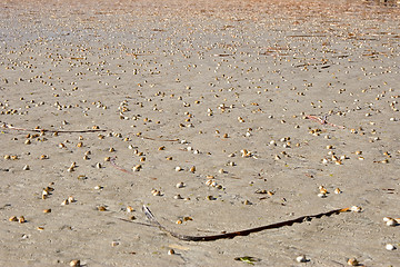 Image showing cockles on the beach