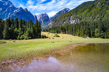 Image showing Horses graze on green field.Lake Lago di Fusine Superiore Italy 