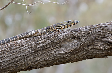 Image showing goanna walking along branch