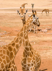 Image showing two giraffes together