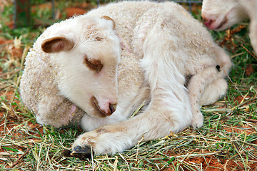 Image showing lamb