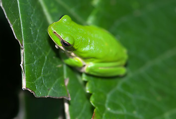 Image showing frog on a leaf