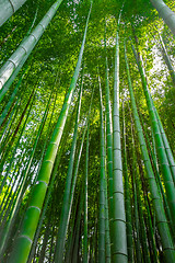 Image showing Arashiyama bamboo forest, Kyoto, Japan