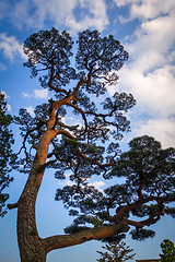 Image showing japanese black pine on a blue sky, Nikko, Japan