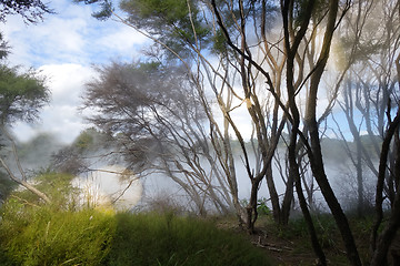 Image showing Misty lake and forest in Rotorua, New Zealand