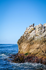 Image showing Sea lions on a rock in Kaikoura Bay