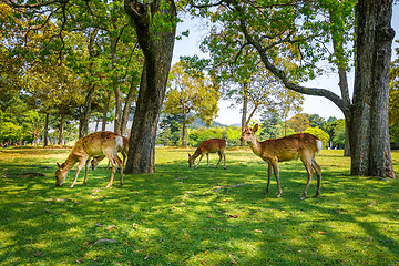 Image showing Sika deers in Nara Park, Japan