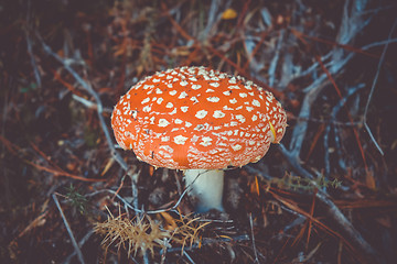 Image showing Amanita muscaria. fly agaric toadstool