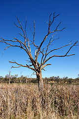 Image showing old tree