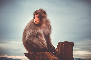 Image showing Japanese macaque on a trunk, Iwatayama monkey park, Kyoto, Japan