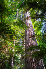 Image showing Giant Sequoia redwood forest, Rotorua, New Zealand