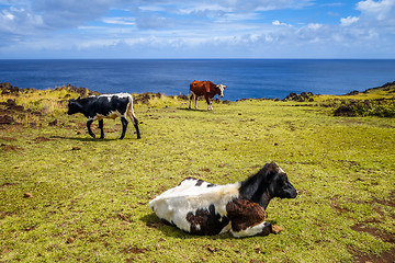 Image showing Cows on easter island cliffs