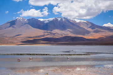 Image showing Laguna Honda in sud Lipez Altiplano reserva, Bolivia