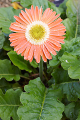 Image showing orange gerbera