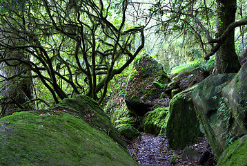 Image showing moss and lichen