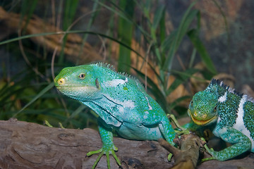 Image showing green iguanas