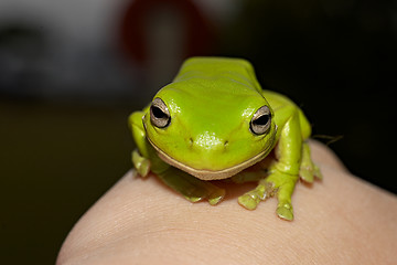 Image showing green tree frog