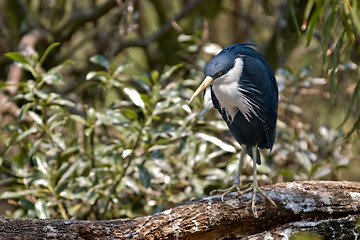 Image showing pied heron