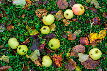 Image showing Apples on the grass.