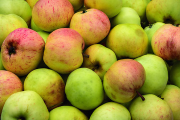 Image showing Harvest of apples.