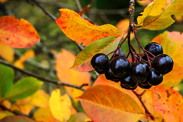 Image showing Bunch of black ashberry.