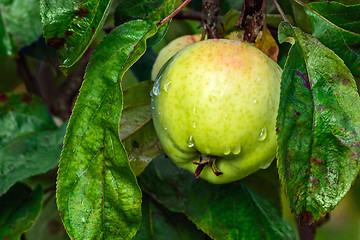 Image showing Apple after rain.