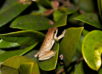 Image showing litoria dentata