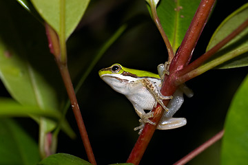 Image showing litoria fallax