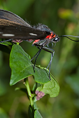 Image showing butterfly