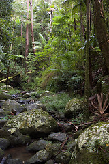 Image showing rain forest